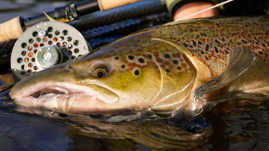 Vosseler Obsession Fly Reel Salmon