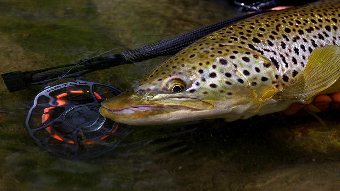 Adams Max Black V2 Big Trout