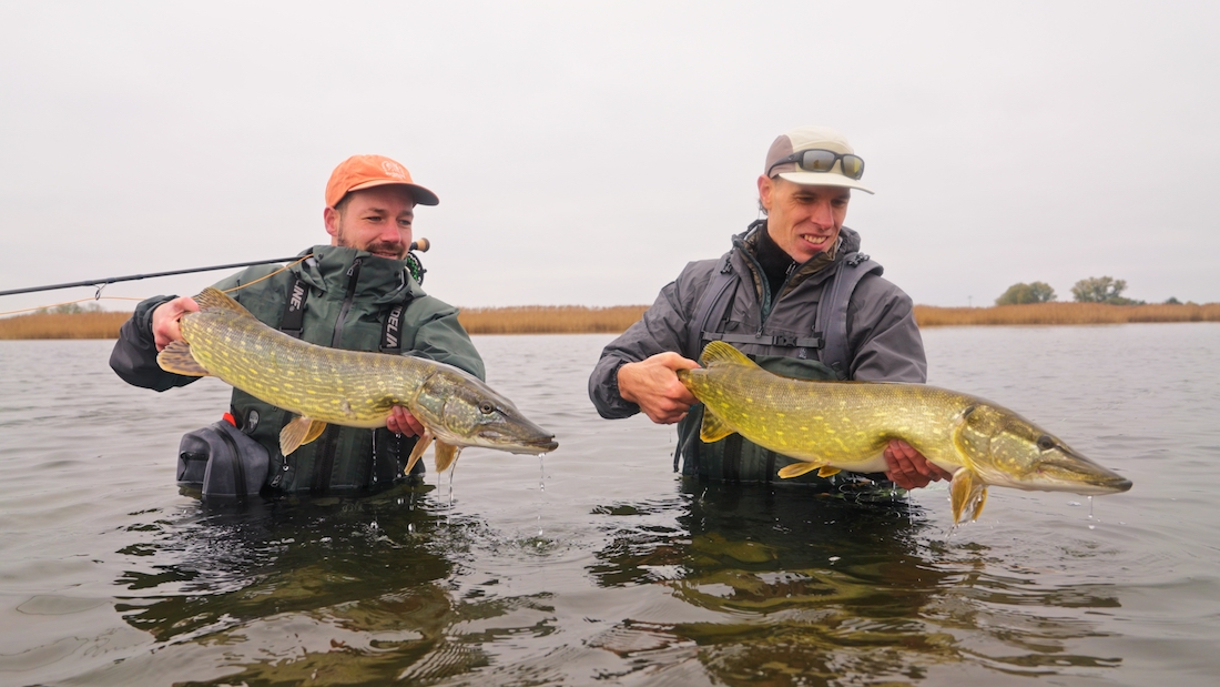 Hecht Action im Flachwasser mit der Embrace Pike