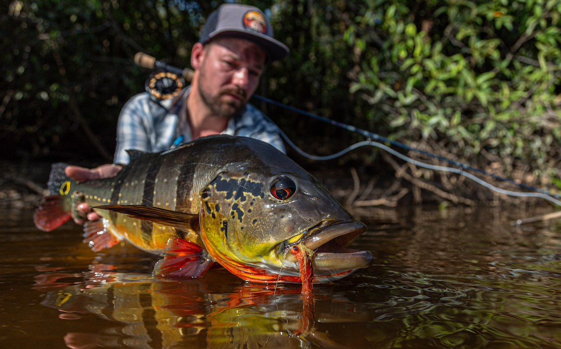 Exocett SS Fliegenrute auf Peacock Bass